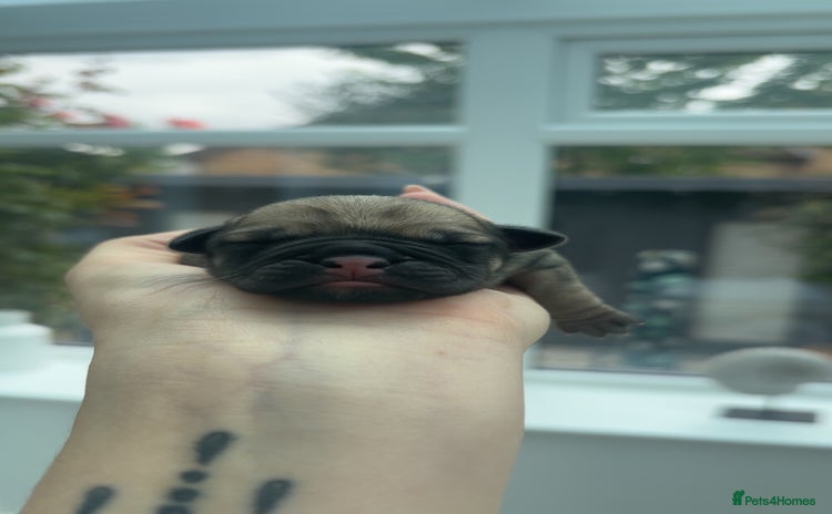 Frug dogs - Advert 5