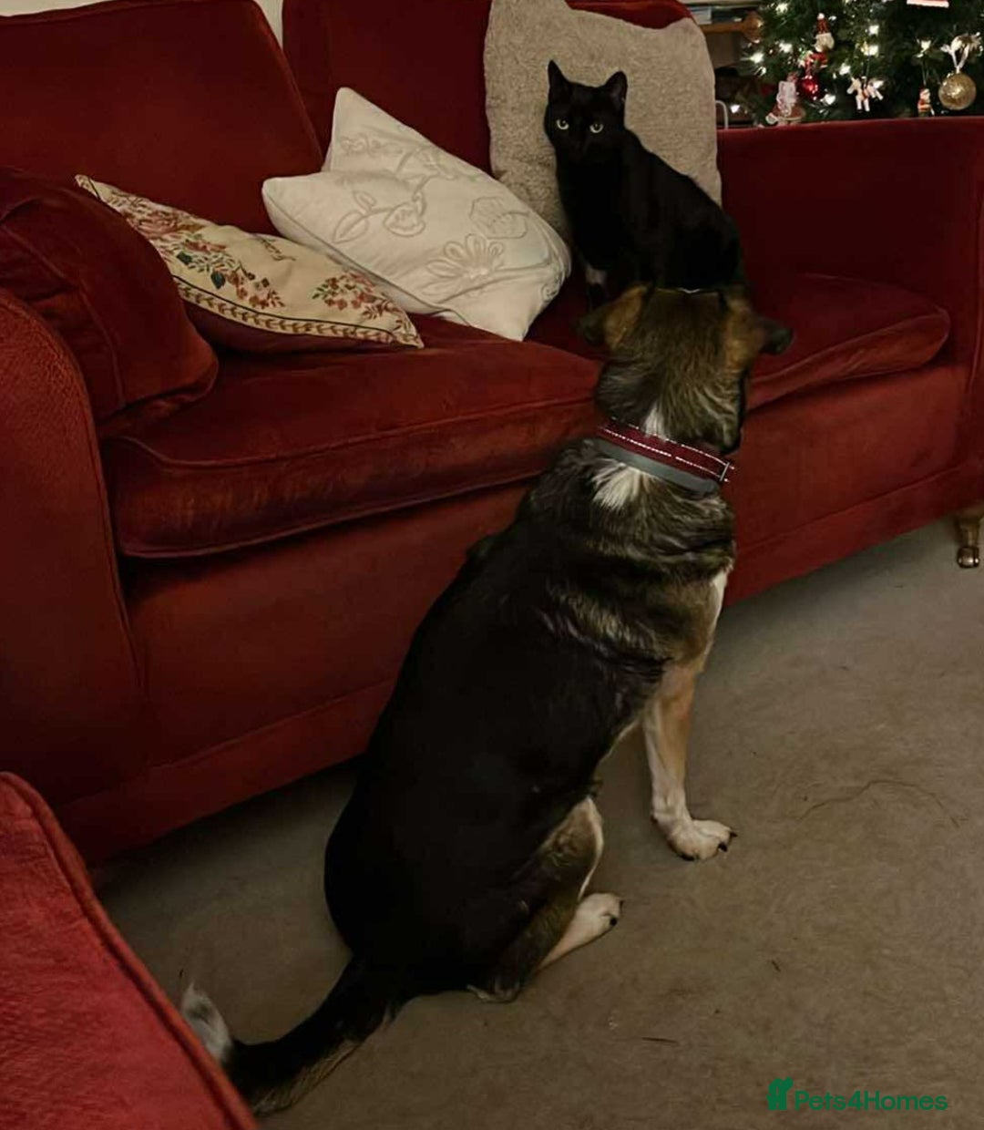 Mixed Breed cats for adoption: Beautiful Emma - Advert 4