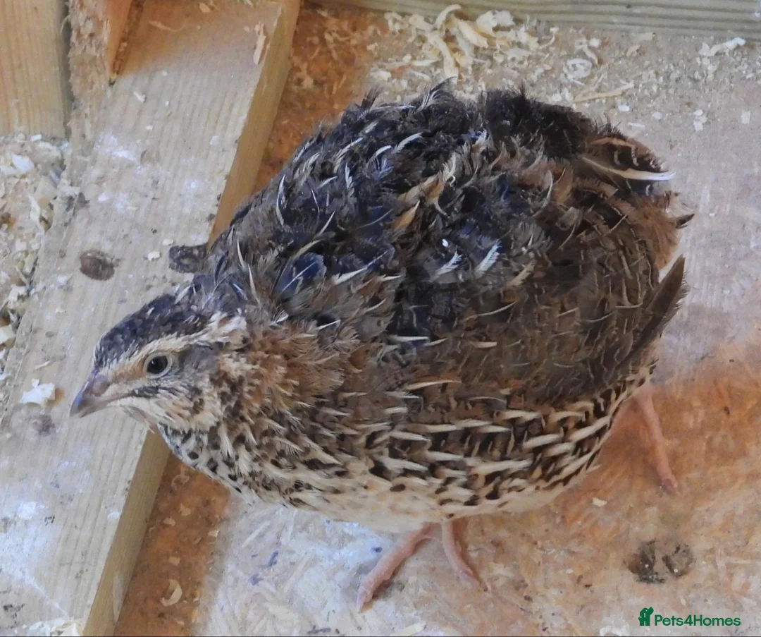 Mixed Breed birds for sale: Breeding Japanese Quails - Advert 3