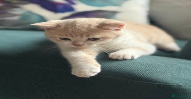 British Shorthair cats - Advert 7