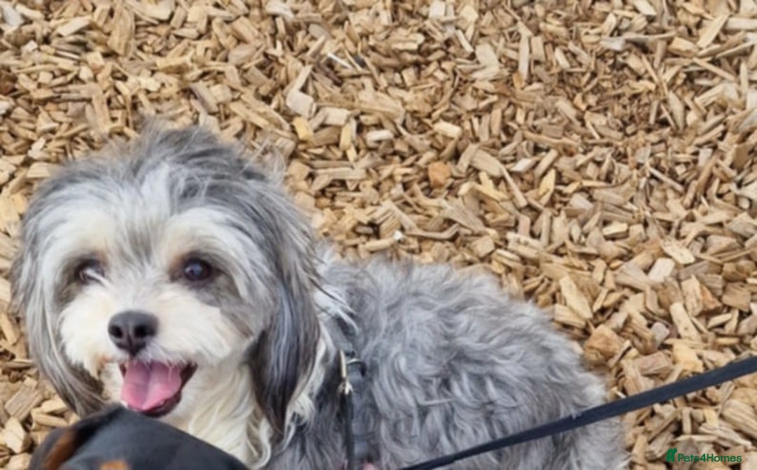 Mixed Breed dogs for sale: Very beautiful and sweet bolognese with dachshund  - Advert 6