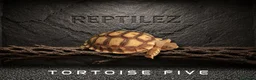 Tortoise reptiles for sale: TORTOISES - Advert 6