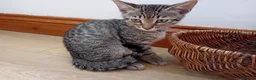 Bengal cats for sale: Bengal Kittens: Princess, Hunter & Friend - Advert 25
