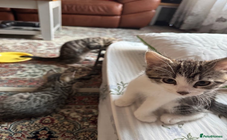 Bengal cats - Advert 15
