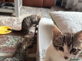 Bengal cats - Advert 23