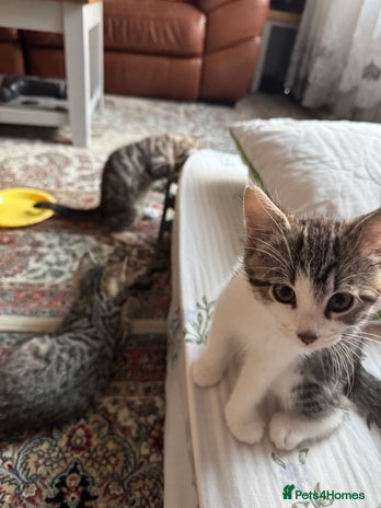 Bengal cats - Advert 3