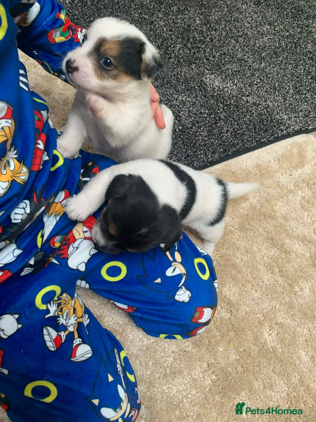 Jack Russell dogs for sale: Jack Russel pups  - Advert 9