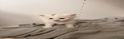 Ragdoll cats for sale: 4 beautiful half ragdoll kittens  - Advert 6