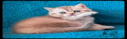 Scottish Fold cats for sale: TICA Registered Scottish kittens  in Peterborough - Advert 3
