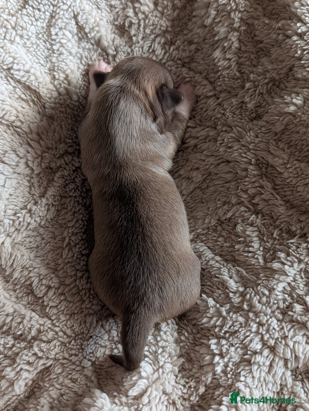 Chihuahua dogs for sale: Gorgeous Chihuahuas looking for their forever home - Advert 12