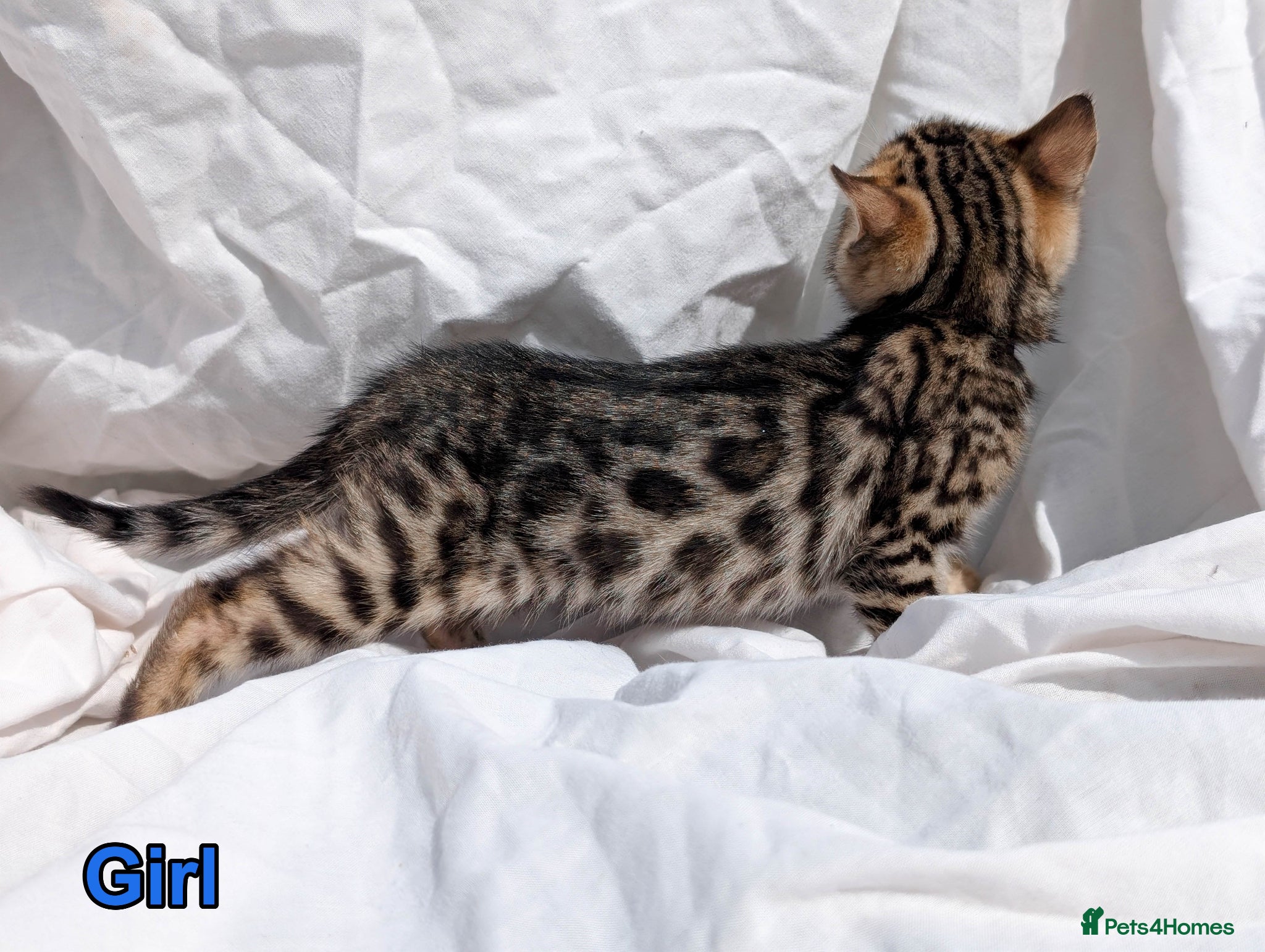 Bengal cats Bengal Kittens TICA | Glitter | Health Tested - Advert 1