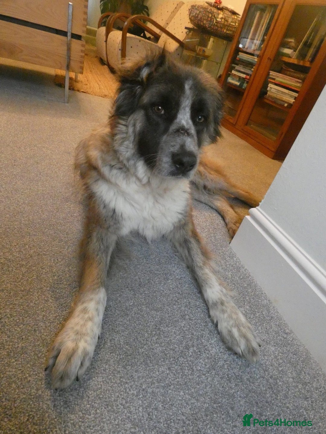 Mixed Breed dogs for adoption: Peggy  - Advert 4