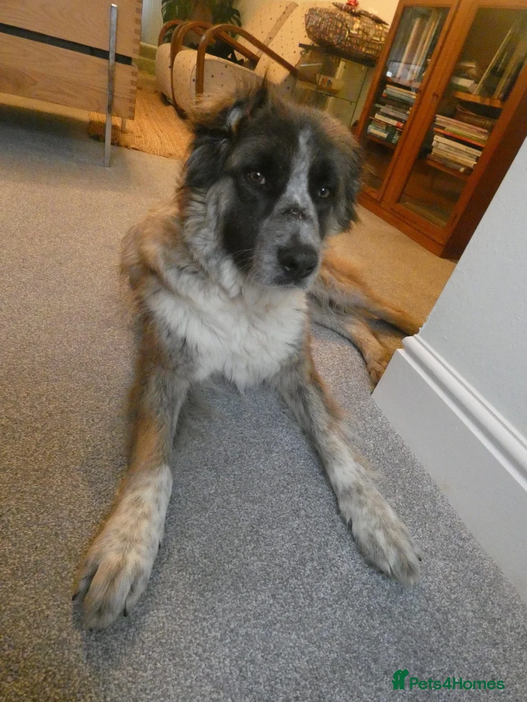 Mixed Breed dogs for adoption: Peggy  - Advert 5