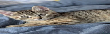 Mixed Breed Kitten 1