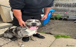 Cane Corso dogs for sale: Cane Corso Puppies - Image 9