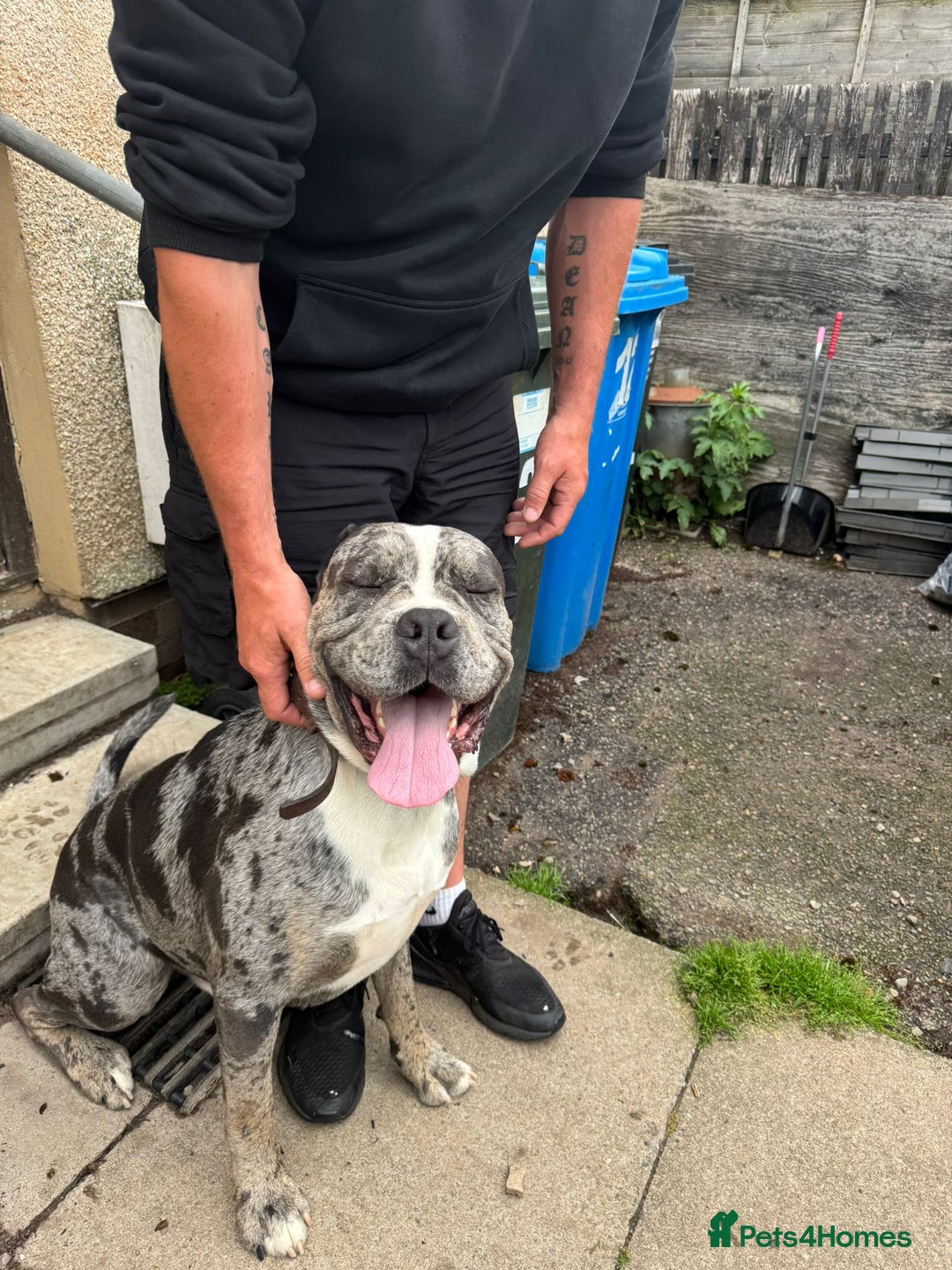 Cane Corso dogs for sale: Cane Corso Puppies - Image 9