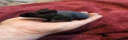 Degus rodents for sale: Young black degu's  - Advert 1