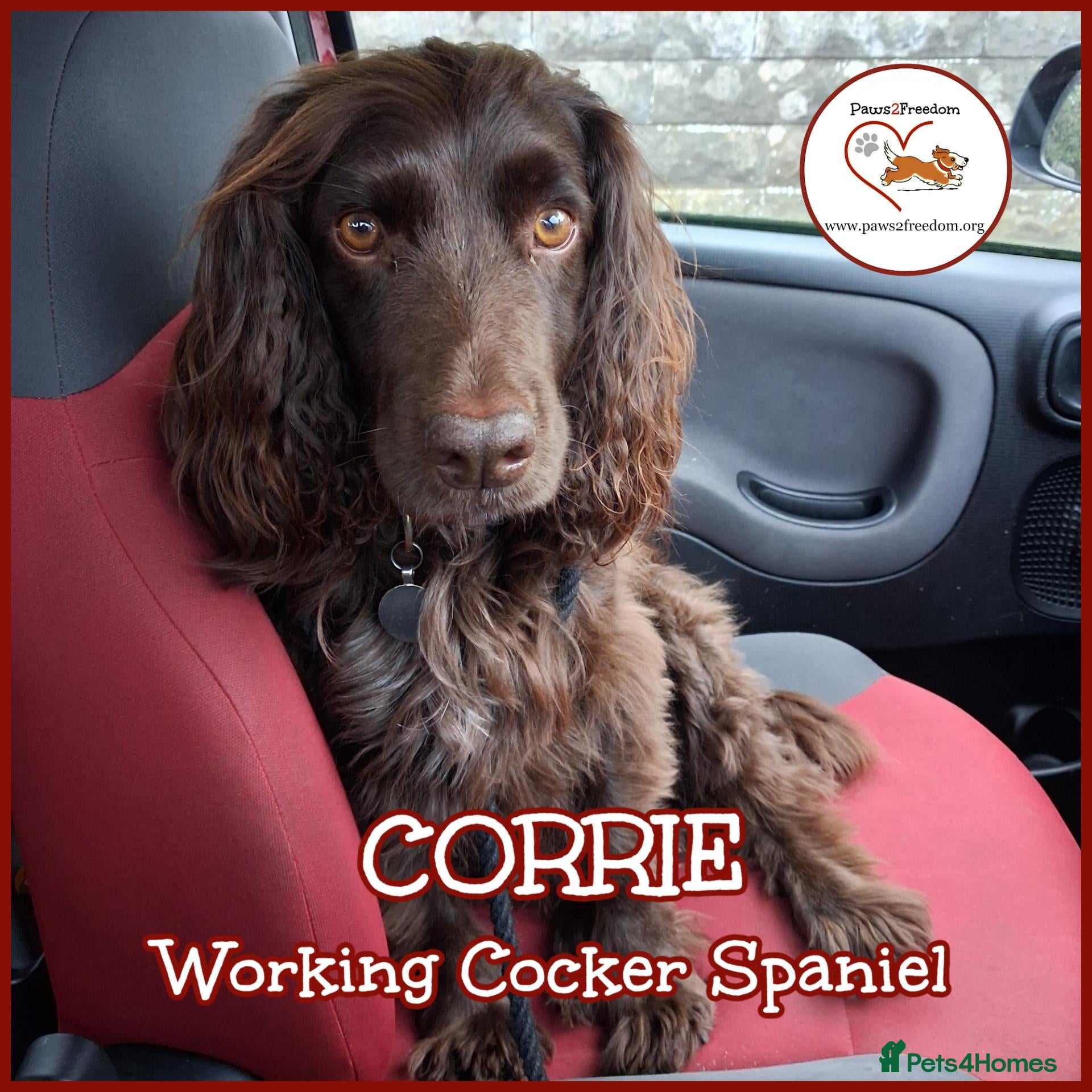 Cocker Spaniel dogs CORRIE Foster-to-Adopt Cornwall/Devon/SomersetBord - Advert 1