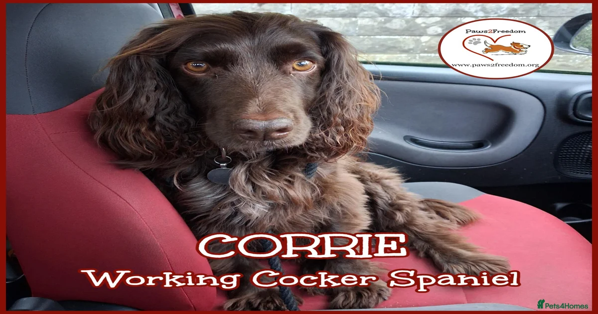 Dogs for adoption in Torquay, Devon | Pets4Homes