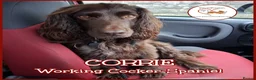 Cocker Spaniel dogs for adoption: CORRIE Foster-to-Adopt Cornwall/Devon/SomersetBord - Advert 1