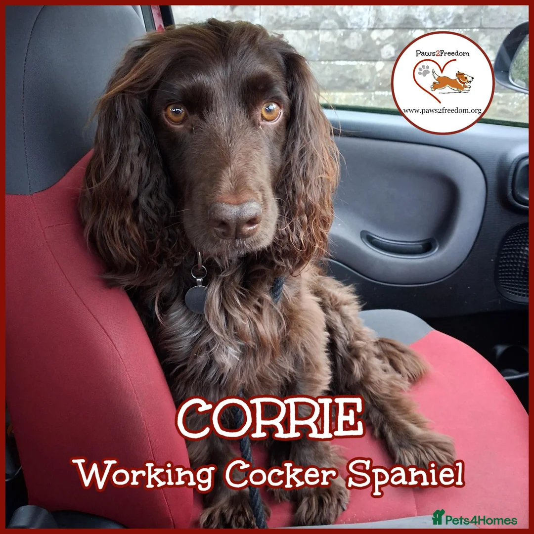 Cocker Spaniel dogs for adoption: CORRIE Foster-to-Adopt Cornwall/Devon/SomersetBord - Advert 1