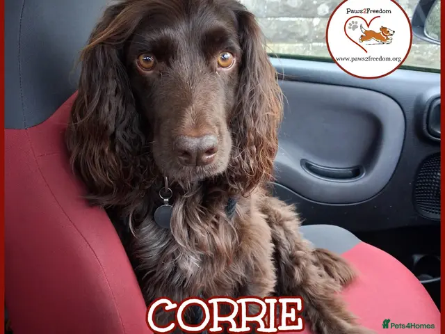 Cocker Spaniel dogs CORRIE Foster-to-Adopt Cornwall/Devon/SomersetBord - Advert 2