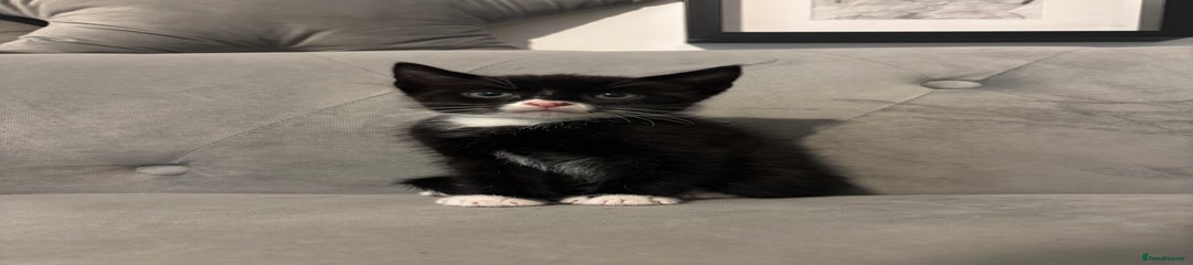 British Shorthair Kitten 7