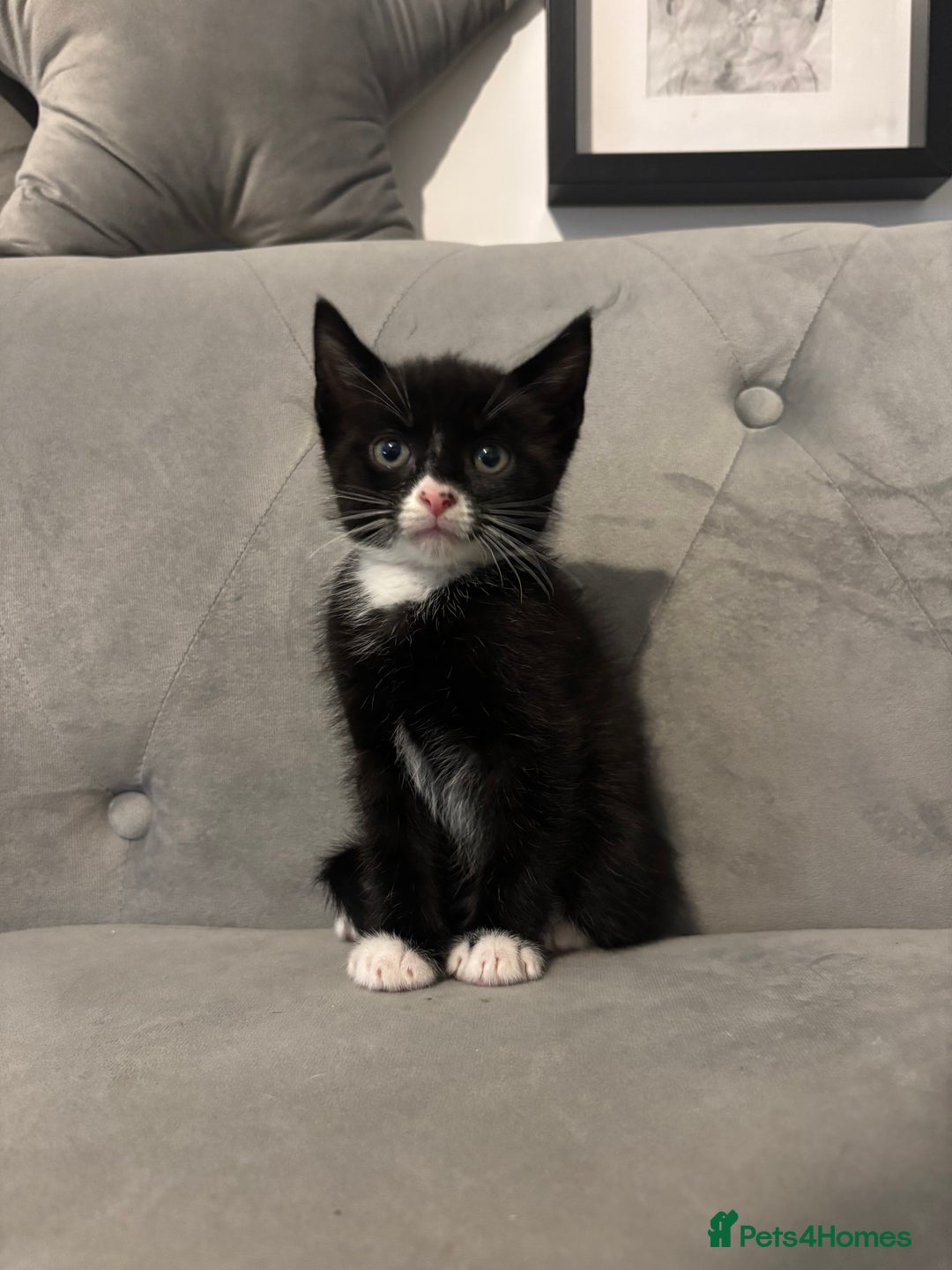 British Shorthair cats for sale: Kittens for sale  - Advert 10