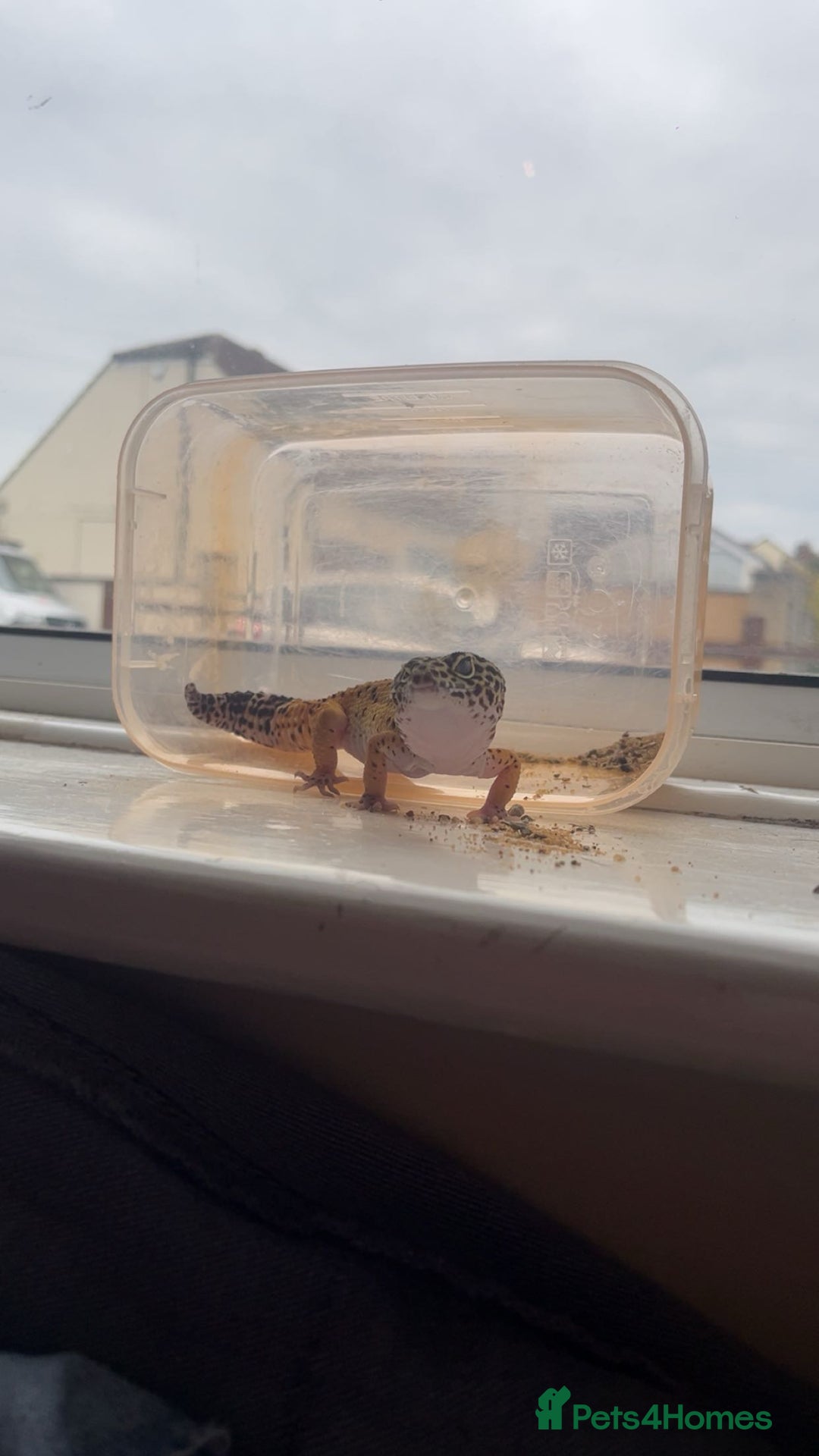 Leopard Gecko reptiles for sale: Leopard gecko  - Advert 4