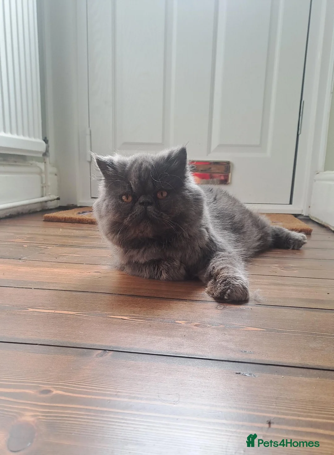 Persian cats for stud: GCCF proven blue stud. - Advert 1