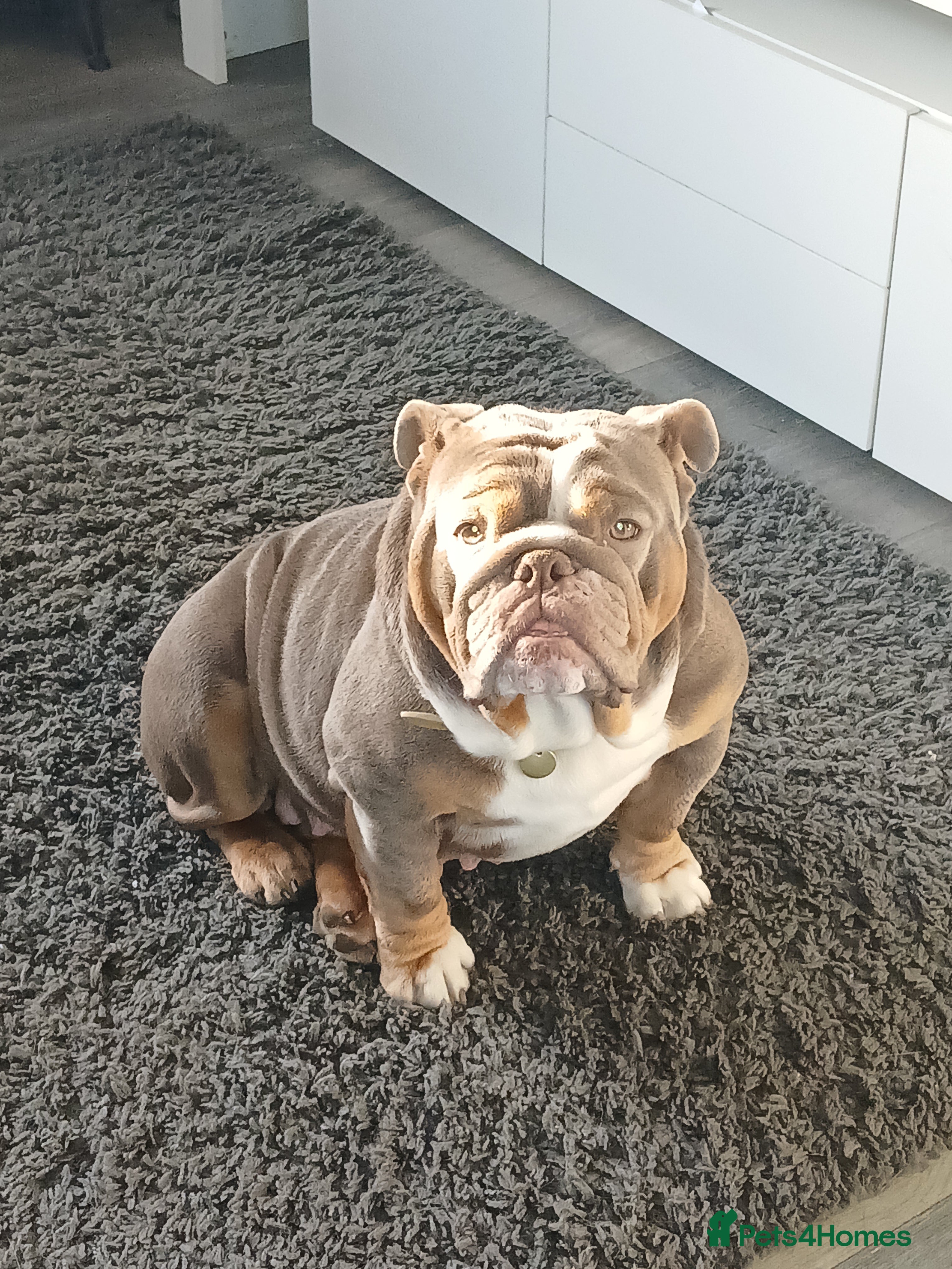 English Bulldog dogs English bulldog  - Advert 2