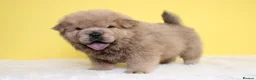 Chow Chow dogs for sale: Stunning chow chow pups  - Advert 6