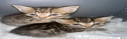 Bengal cats for sale: 2 gorgeous bengal mix kittens  - Advert 3