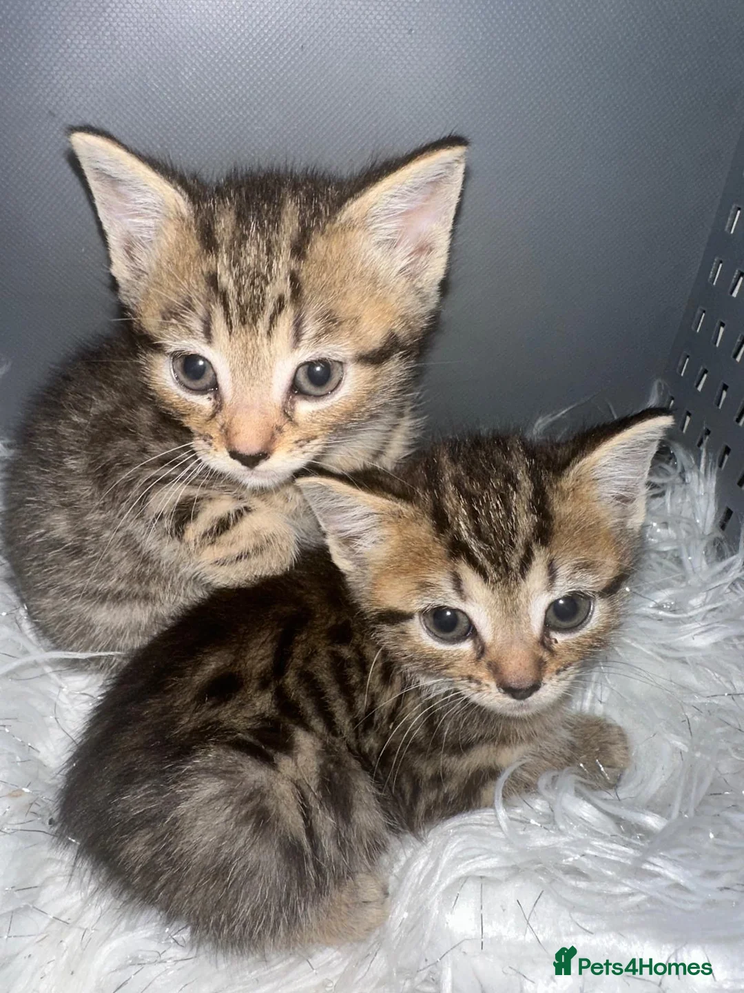 Bengal cats for sale: 2 gorgeous bengal mix kittens  - Advert 3