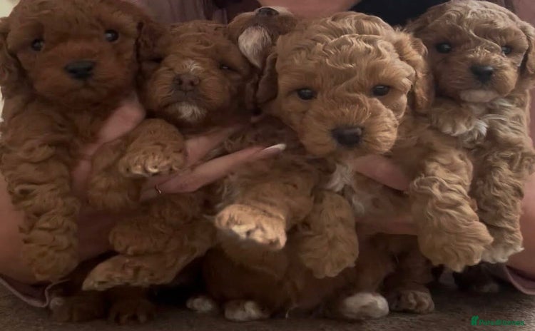 Cavapoo dogs - Advert 1