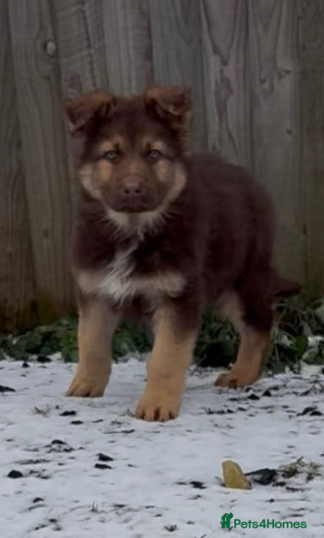 German Shepherd dogs German shepherd puppy - Advert 8