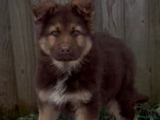 German Shepherd dogs German shepherd puppy - Advert 8