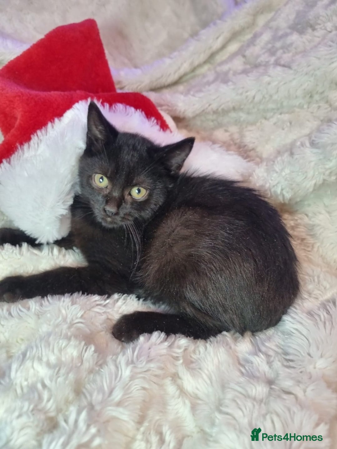 Lykoi cats for sale: Lykoi British short-haired kittens - Advert 7