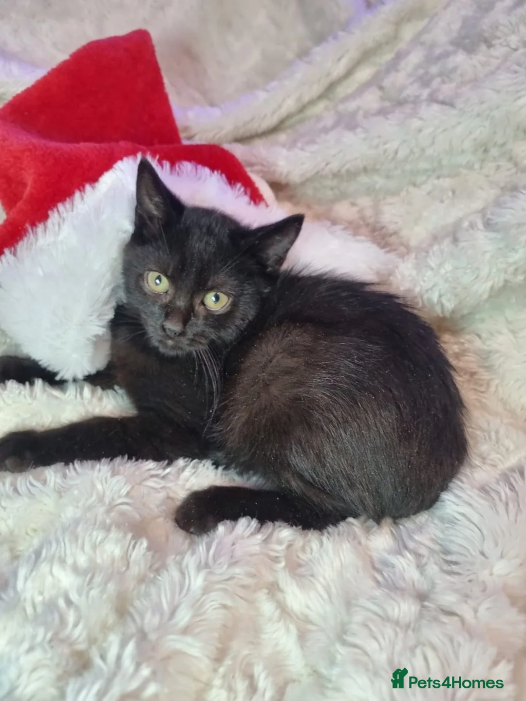 Lykoi cats for sale: Lykoi British short-haired kittens - Advert 8