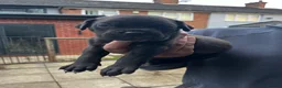 Cane Corso dogs for sale: DeBella Cane Corso Pups - Advert 12