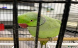 Ringnecks birds for sale: Ringneck Parakeet  - Image 4