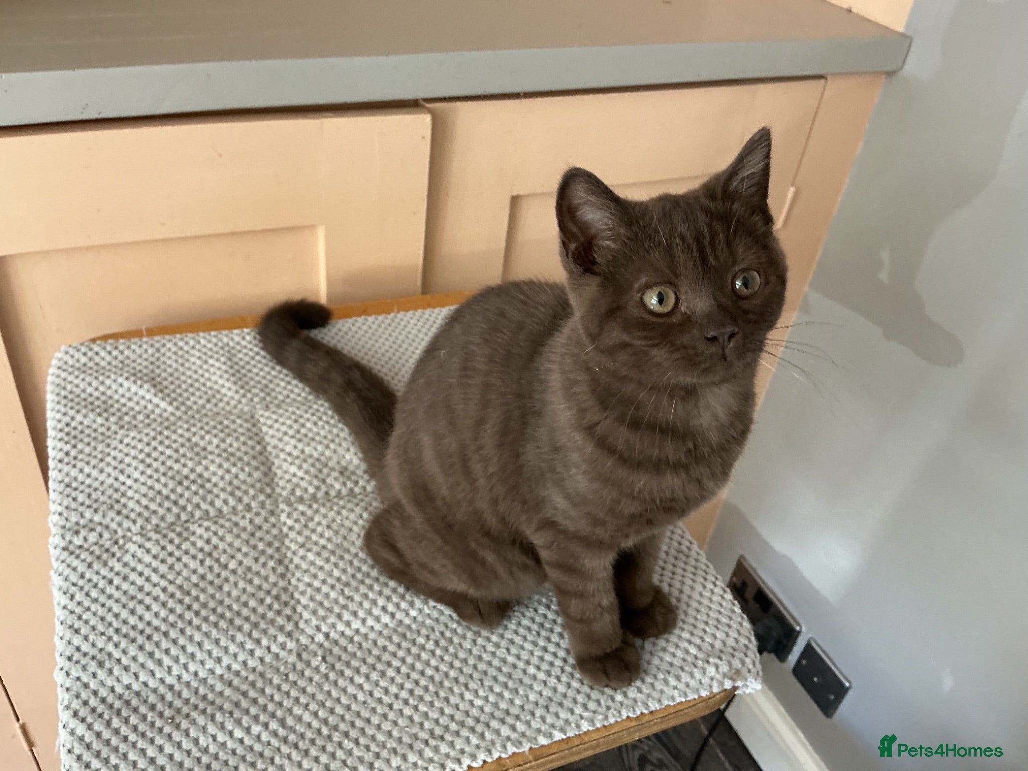 British Shorthair cats Beautiful chocolate female  - Advert 1