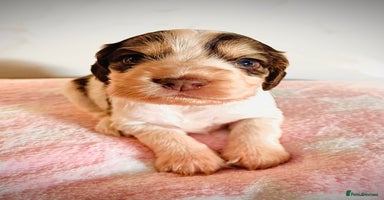 Cocker Spaniel dogs - Advert 1