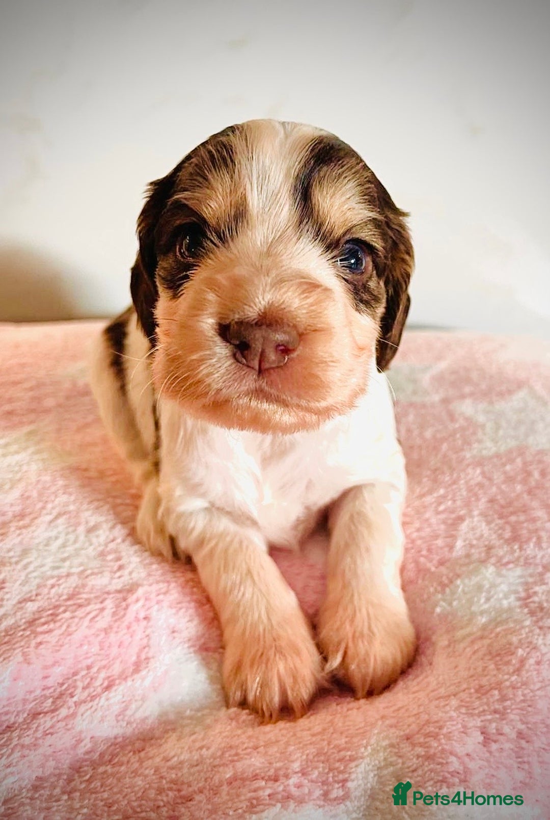 Cocker Spaniel dogs for sale: Fully health tested KC Cocker Spaniel puppies - Image 2