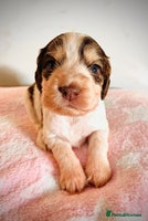 Cocker Spaniel dogs - Advert 14