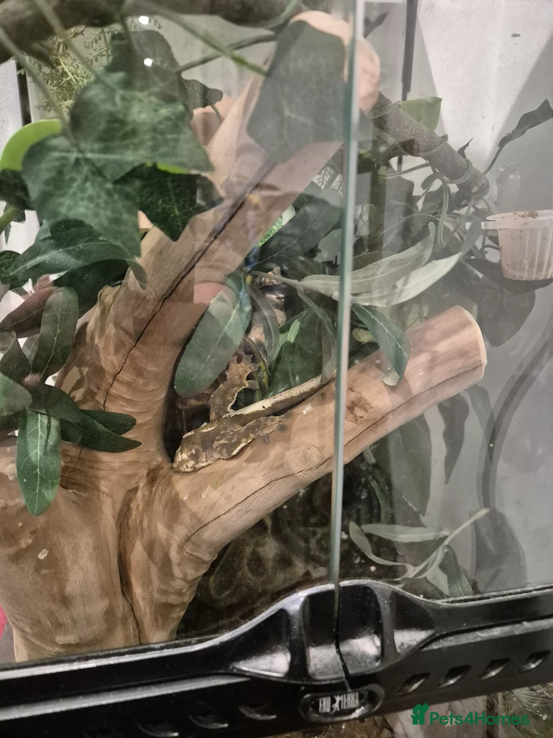 Gecko reptiles for sale: Crested gecko with enclosure in Sheffield - Advert 2