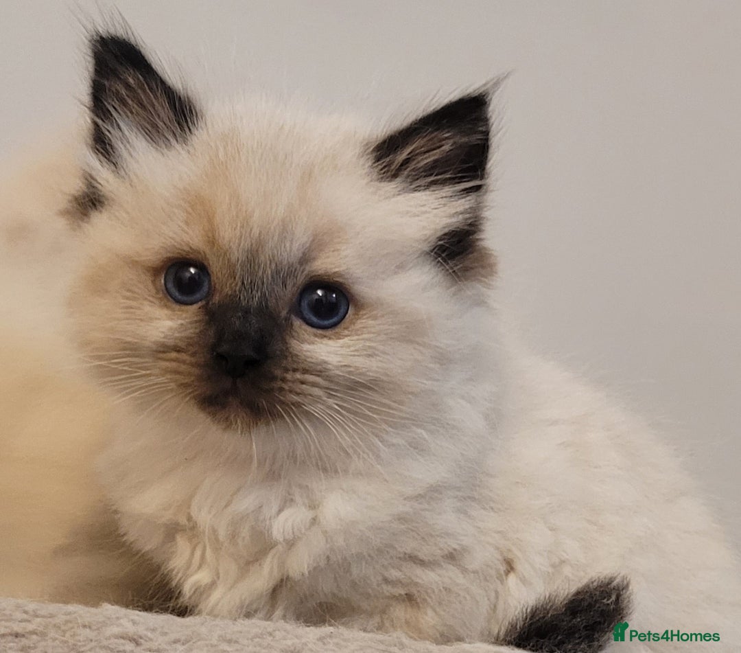 Ragdoll cats for sale: Beautiful Ragdoll kittens - Image 7