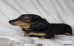 Miniature Dachshund dogs for sale: ⭐️ Miniature Long Haired Dachshund Pups ⭐  - Image 14
