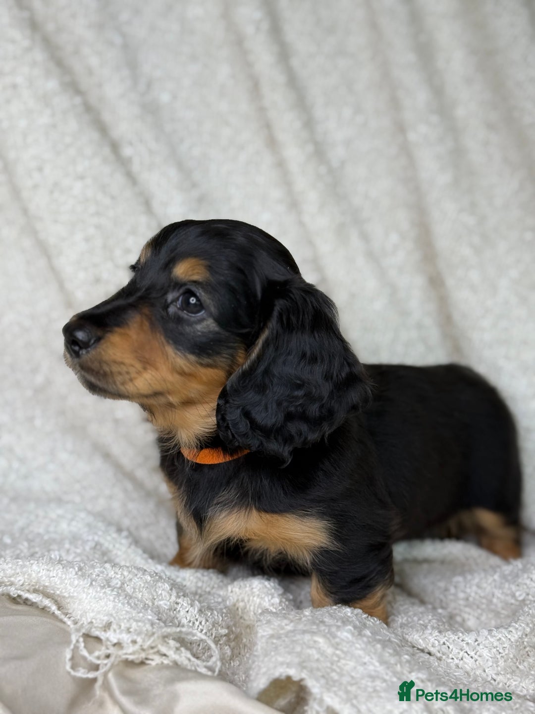 Miniature Dachshund dogs for sale: ⭐️ Miniature Long Haired Dachshund Pups ⭐  - Image 14