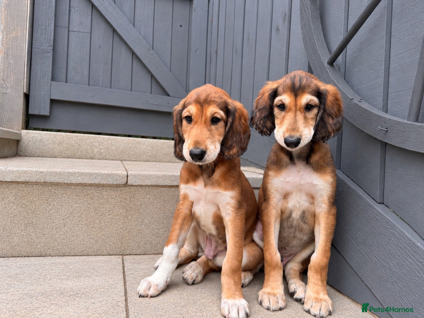 Saluki dogs KC male saluki puppies ready now  - Advert 2